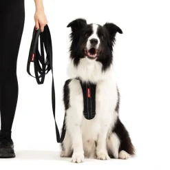 EzyDogTrack n Train - Laisse pour chien