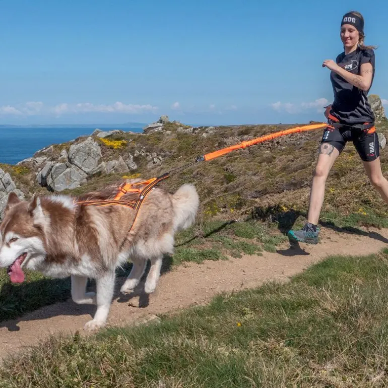 I-DogX-Back One 2.0 - Harnais pour chien