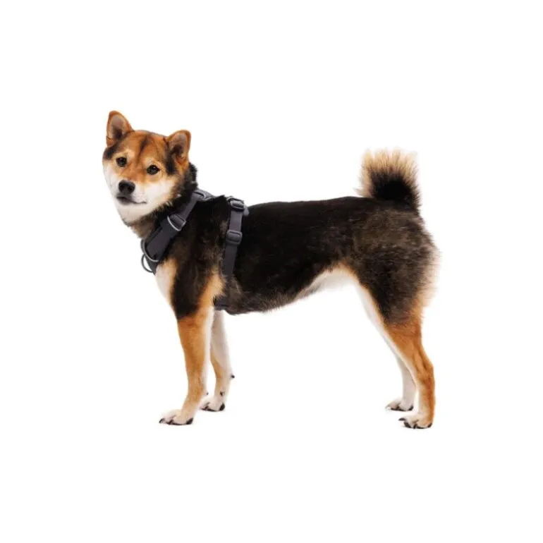 RuffwearWebmaster - Harnais pour chien